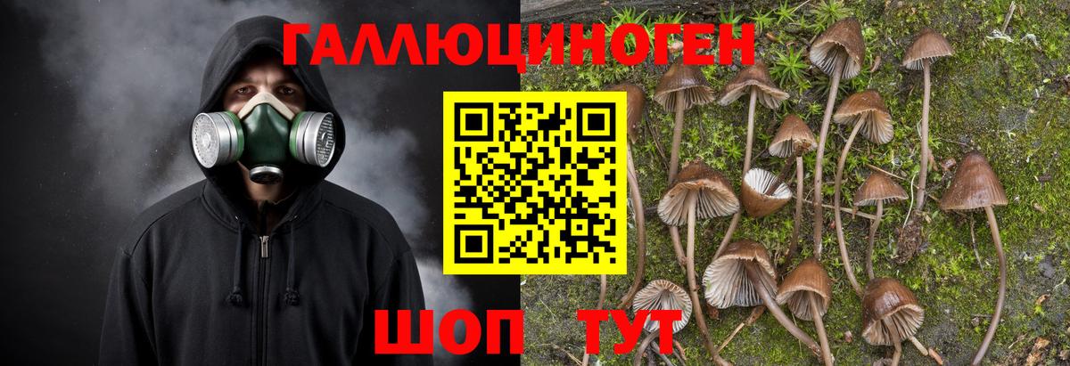 Томск  Галлюциногенные грибы мицелий  закладка  Вход с VPN  Галлюциногенные грибы Psilocybe 