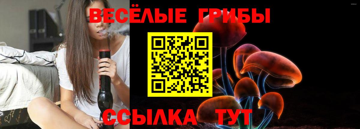 Псилоцибиновые грибы Psilocybe Томск